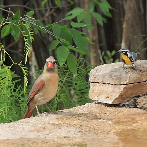 Northern Cardinal and Yellow-Throated Warbler