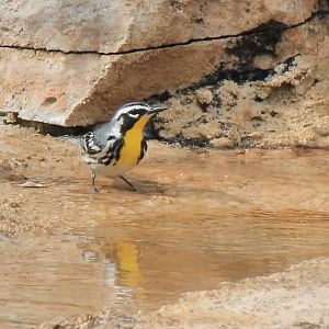Yellow-Throated Warbler