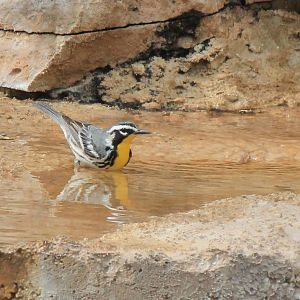 Yellow-Throated Warbler