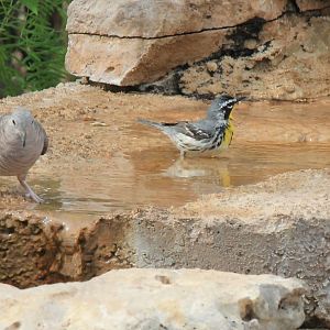 Inca Dove and Yellow-Throated Warbler