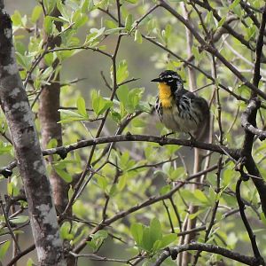 Yellow-Throated Warbler