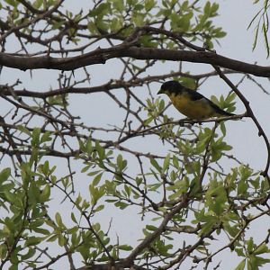 Lesser Goldfinch