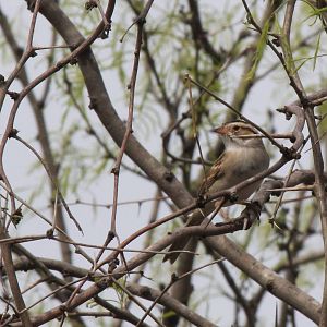 Clay-Colored Sparrow
