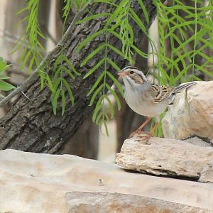 Clay-Colored Sparrow