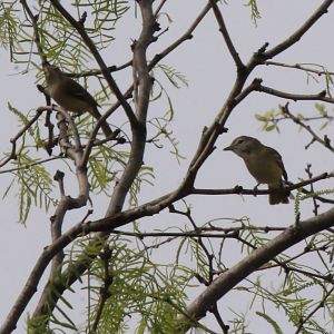 Bell's Vireo