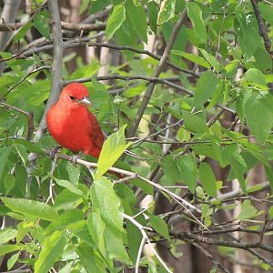 Summer Tanager