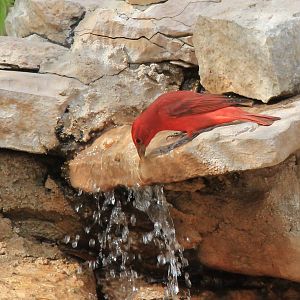 Summer Tanager