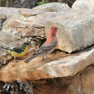 Lesser Goldfinch and House Finch