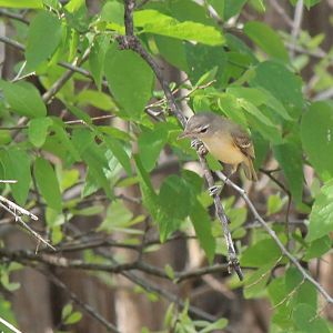 Bell's Vireo