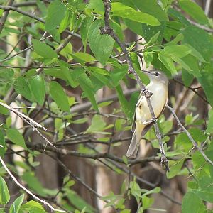 Bell's Vireo