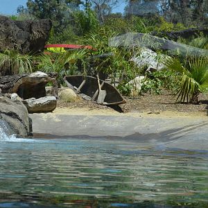 Giant River Otter Habitat