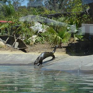 Giant River Otter Habitat