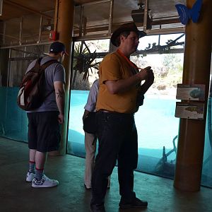 Large Piranha and Giant River Otter Viewing Window