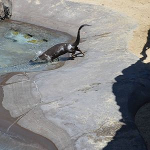 Giant River Otter