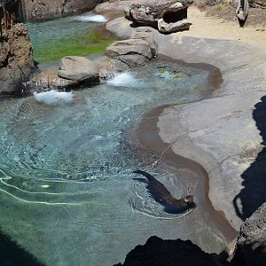Giant River Otter Habitat Pools