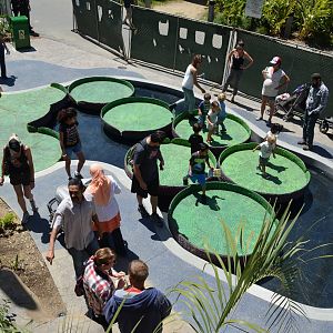 Giant Lilly Pads Walkway