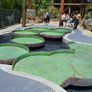 Giant Lilly Pad Walkway