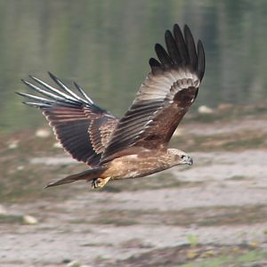 immature Brahminy kite (Haliastur indus)