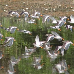 common redshanks (Tringa totanus)