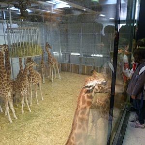Sahel; Giraffe indoor enclosure