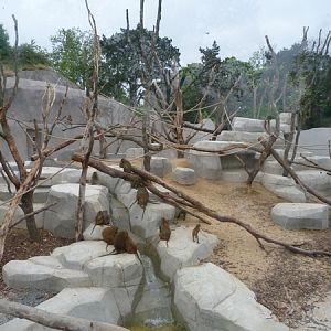 Sahel; Baboon enclosure