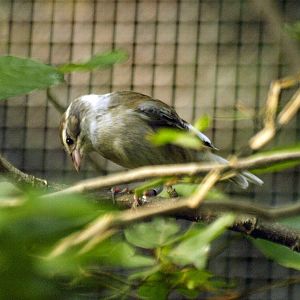 Collared Warbling-finch (Poospiza hispaniolensis)