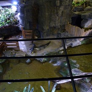 Alligator enclosure