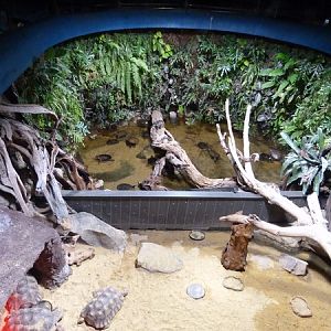 Turtle / Tortoise enclosure