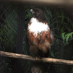 Red-tailed Hawk at Zoo Simon Bolivar, 12/04/14