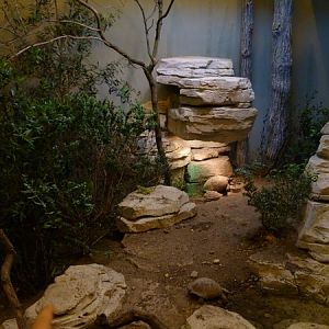 Europe; Chameleon and tortoise