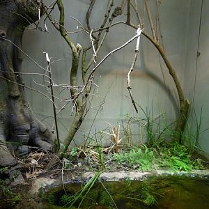 Europe; amphibian terrarium