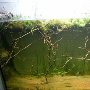 Europe; Ribbed newt terrarium