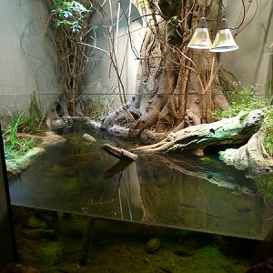 Europe; European pond terrapin terrarium