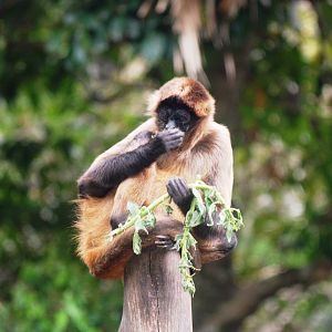 Geoffroy's Spider Monkey at Zoo Simon Bolivar, 12/04/14