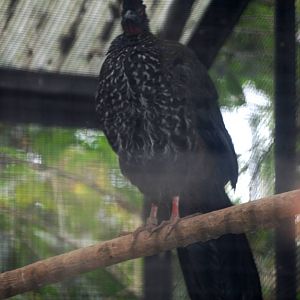 Crested Guan at Zoo Simon Bolivar, 12/04/14