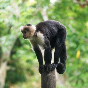 White-throated Capuchin at Zoo Simon Bolivar, 12/04/14