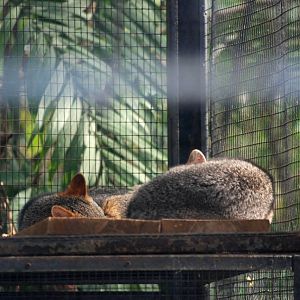 Common Grey Foxes at Zoo Simon Bolivar, 12/04/14