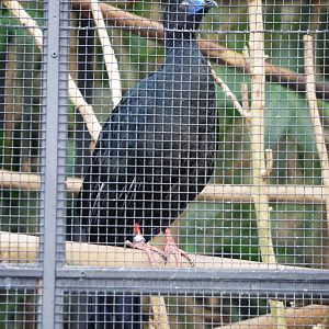 Black Guan at Zoo Simon Bolivar, 12/04/14