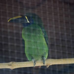 Emerald Toucanet at Zoo Simon Bolivar, 12/04/14