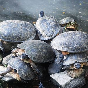 Mixed Stack of Turtles at Zoo Simon Bolivar, 12/04/14