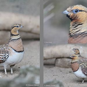 Pin-tailed Sandgrouses (Pterocles alchata)
