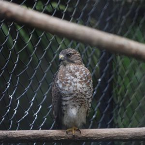 Broad-winged Hawk at Zoo Simon Bolivar, 12/04/14