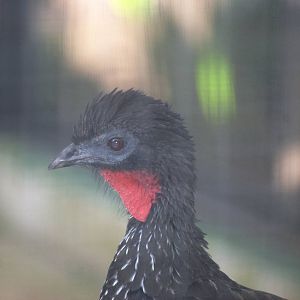 Crested Guan at Zoo Simon Bolivar, 12/04/14