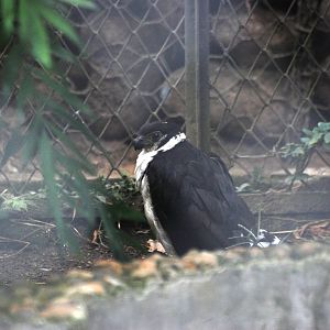 Collared Forest-Falcon at Zoo Simon Bolivar, 12/04/14