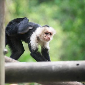 White-throated Capuchin at Zoo Simon Bolivar, 12/04/14