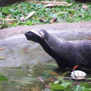 Greater Grison at Zoo Simon Bolivar, 12/04/14