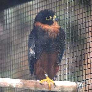 Bat Falcon at Zoo Simon Bolivar, 12/04/14