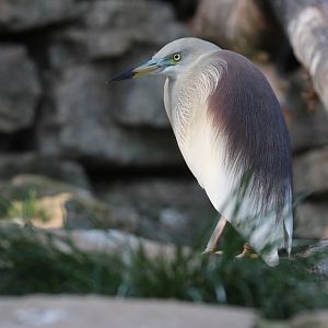 Indian Pond-heron (Ardeola grayii)