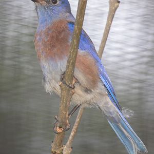 Western Bluebird (Sialia mexicana) male