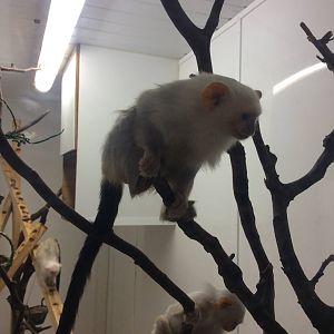 Silvery Marmoset 200414